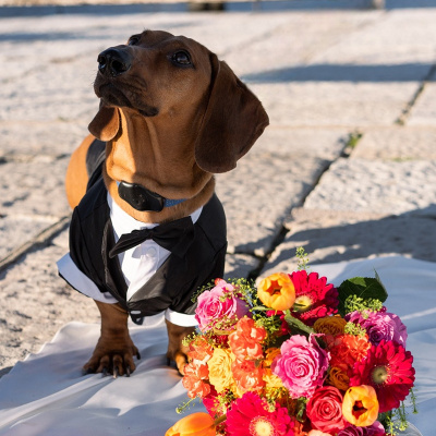 Bon Voyage Elopements photo