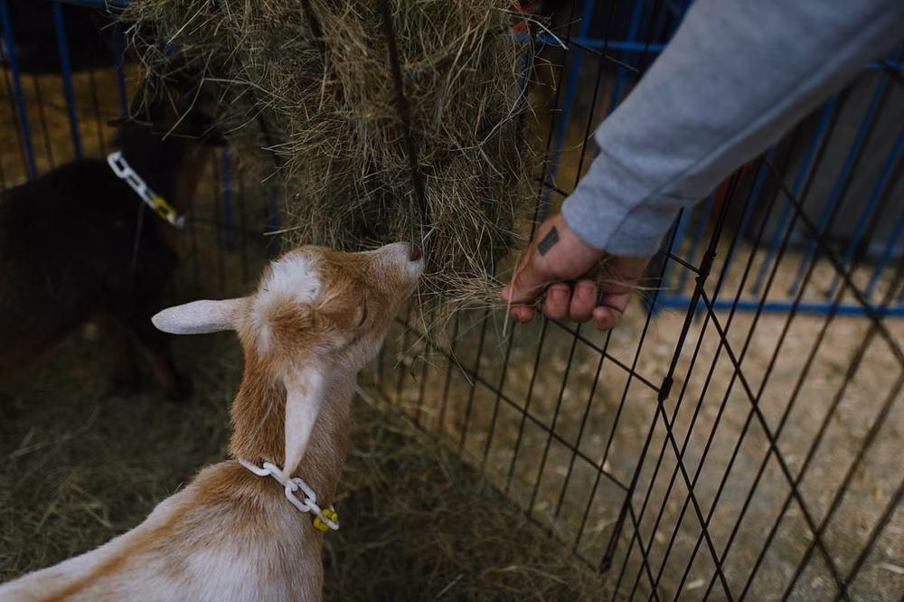 Adorably-Fun-Engagement-at-Fryeburg-Fair (26 of 37)