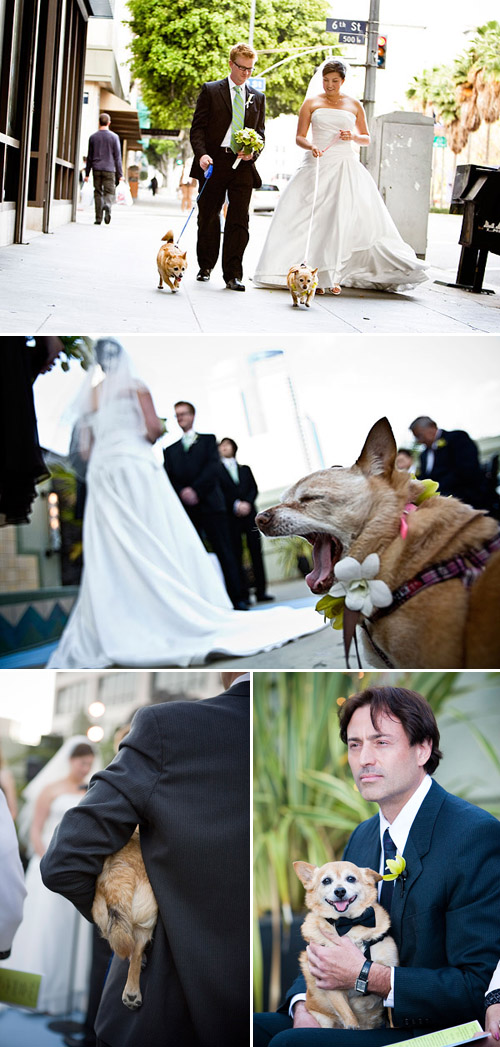 Wedding ideas for including your dog in your wedding! Photos by Jules Bianchi Photography via JunebugWeddings.com Wedding ideas for including your dog in your wedding! Photos by Jules Bianchi Photography via JunebugWeddings.com