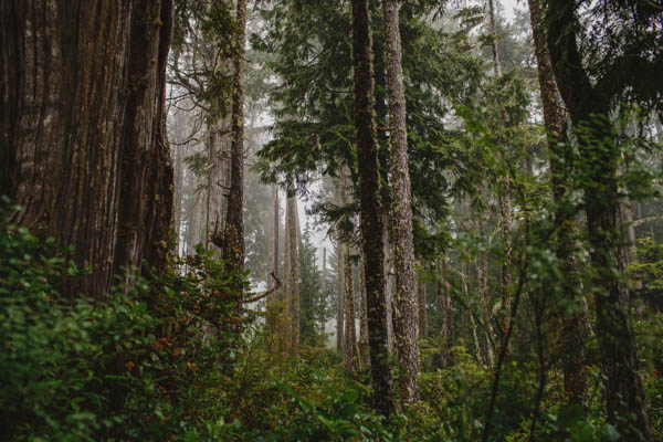 lush beautiful forest lush beautiful forest