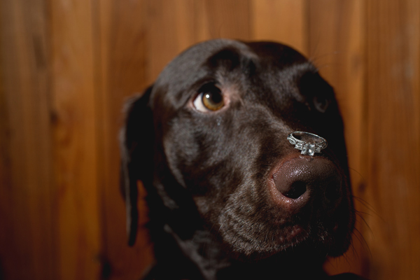 wedding ring photo with dog by Amy Karp Photography, Dallas wedding photographer | via junebugweddings.com wedding ring photo with dog by Amy Karp Photography, Dallas wedding photographer | via junebugweddings.com