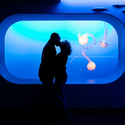 Image by Bill Kaboo of Kaboo Photography taken at Monterey Bay Aquarium, California, USA