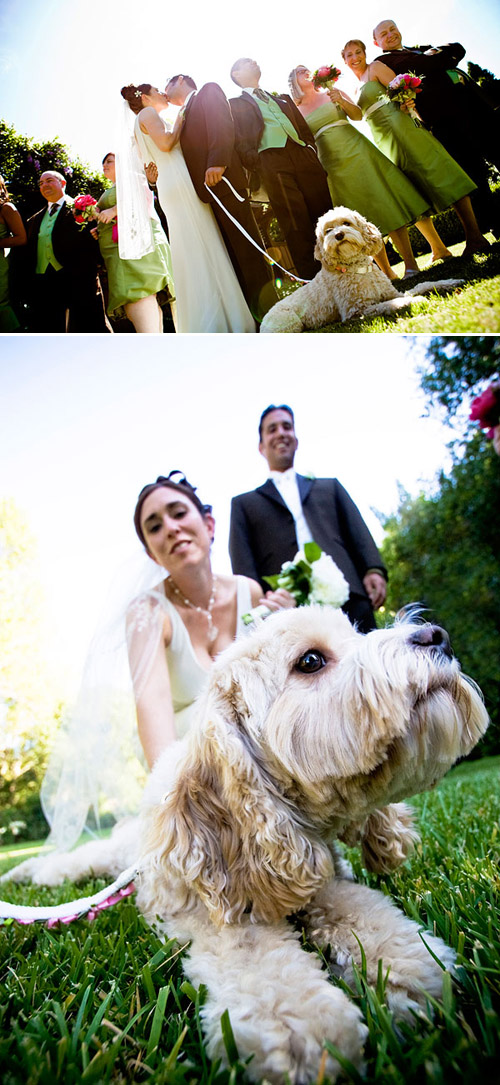 Wedding ideas for including your dog in your wedding! Photos by Jules Bianchi Photography via JunebugWeddings.com Wedding ideas for including your dog in your wedding! Photos by Jules Bianchi Photography via JunebugWeddings.com