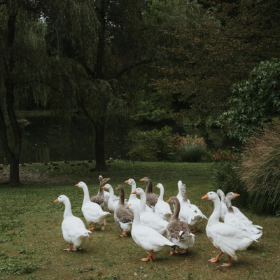 Photos by Maria B Lung photo